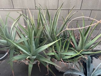 Giant aloe vera plants