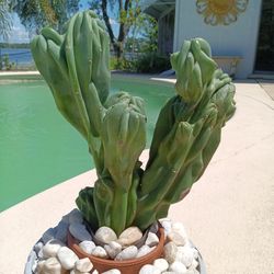 14x10" Monstrose Peruvian Apple Cactus Cutting  $60 -Ship $15 Or Deltona, Fl Pickup 