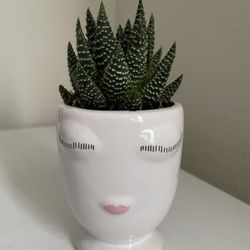 Decor Natural Plant