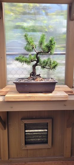 Mugo Pine Bonsai