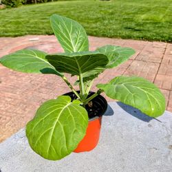 Collard Greens (5 left), Plus Other Veggies 