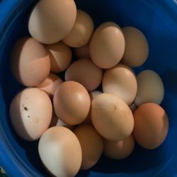 organic chicken eggs