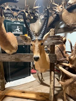 African Reed Buck