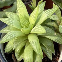 Succulents Plants 4”pot