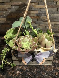 Fairy Garden Succulent Arrangements