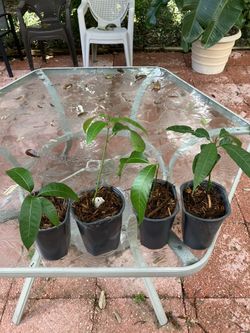 Mango Tree