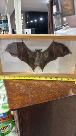 preserved specimen of a lesser short-nosed fruit bat (Cynopterus brachyotis)