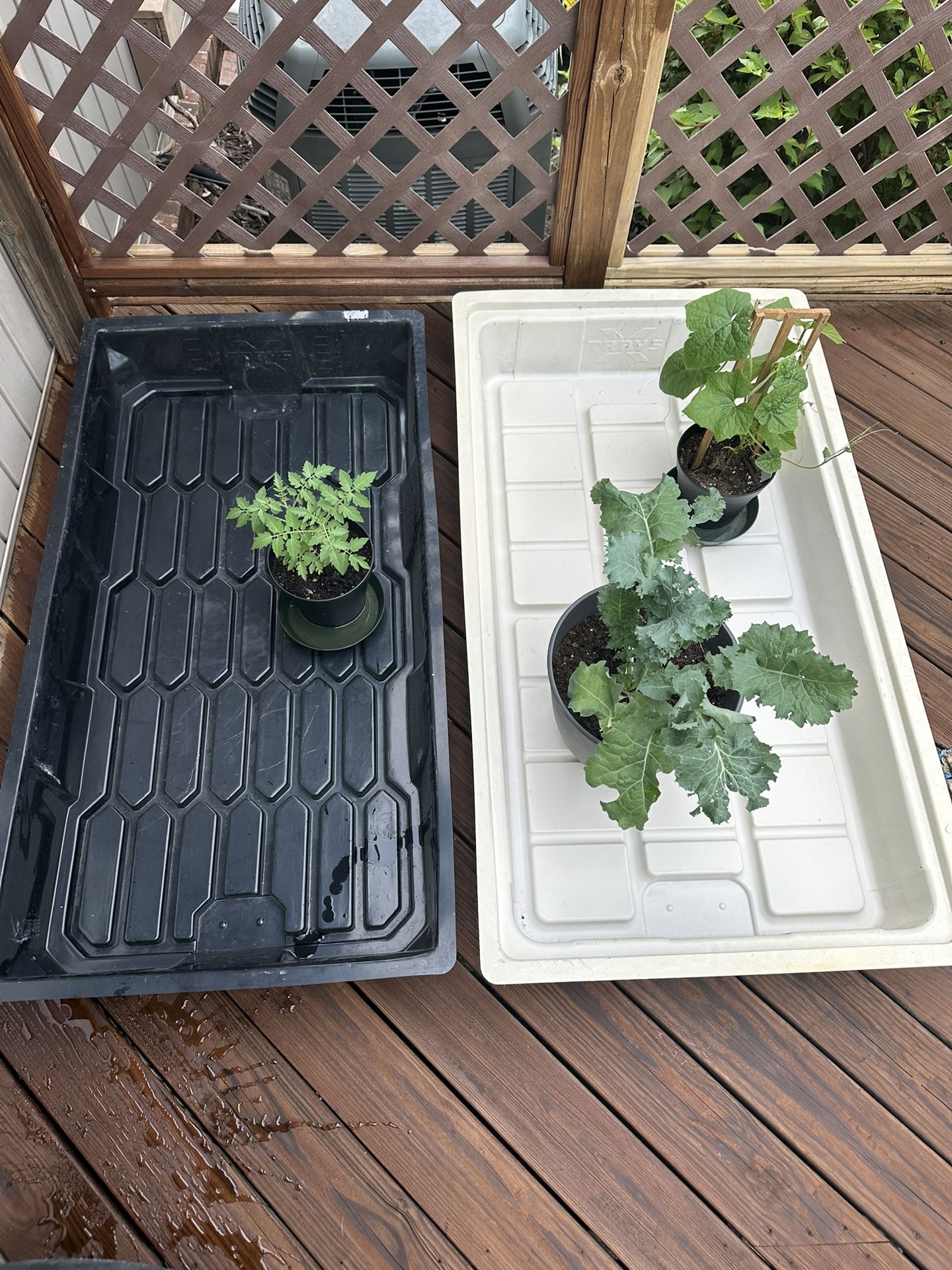 Set of Two Plant Grow or Drain Trays