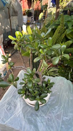 Bonsai Jade  Combine With Cactus 2’ High Beautiful Base White