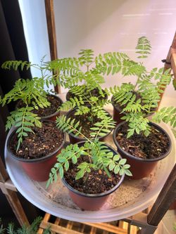 jacaranda tree seedlings