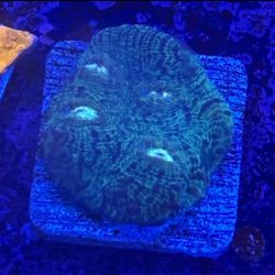 Green Monster Chalice Display Decor