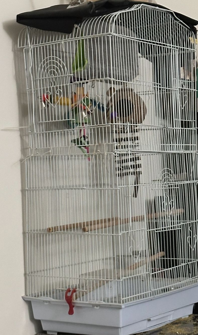 Bird Cage
