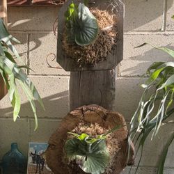 Two Superbum Staghorn Ferns