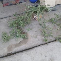 Spider Plants