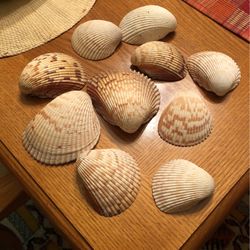 Bag Of 10 Seashells . Use It For Decorations