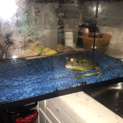 10 Gallon Frog Tank