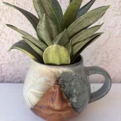 Sansevieria Silver Frost