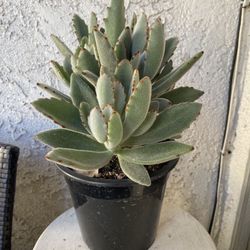 1.5 Gallon Pot Succulent Plant - Kalanchoe Tomentosa Baker - Panda Plant - Rooted & Established - Drought Resistant 🪴 