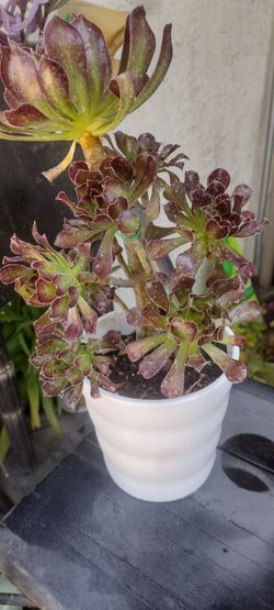Planta Natural