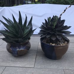 “Flow” & “black price” succulents in 2 stoneware pots