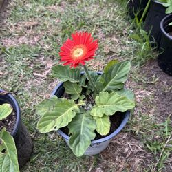 Gerbera Daisy 🌼 Plant 🪴 
