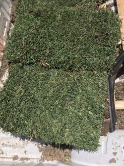 Grass/Sod st Augustine