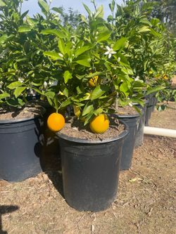 5 Gallon Size- Fruiting Age- Citrus Trees