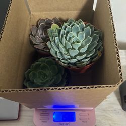 Mix succulent box