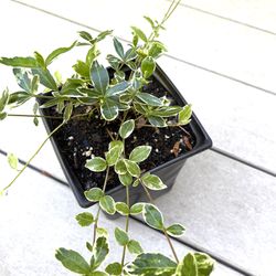 Variegated Vinca Vine ( Periwinkle), Perennial plant, Ground Cover, Pot Filler.