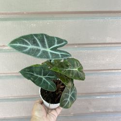 4” alocasia ebony