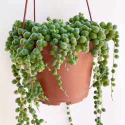 Overflowing Hanging String of Pearls Succulent 2 Pack Live Plant