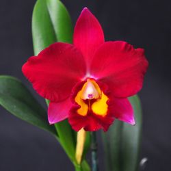 Cattleya Orquíd HAWAIIAN PROMINENCE 'AMERICA' AM/AOS FRAGRANT