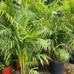 Arecas Palms For Privacy!!! About 4 Feet Tall!!!