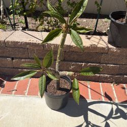 White/yellow Plumeria