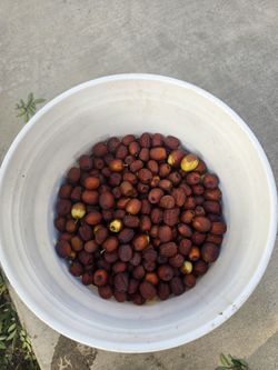 Organic Suharcane Jujube Dates 1 Pound Bag