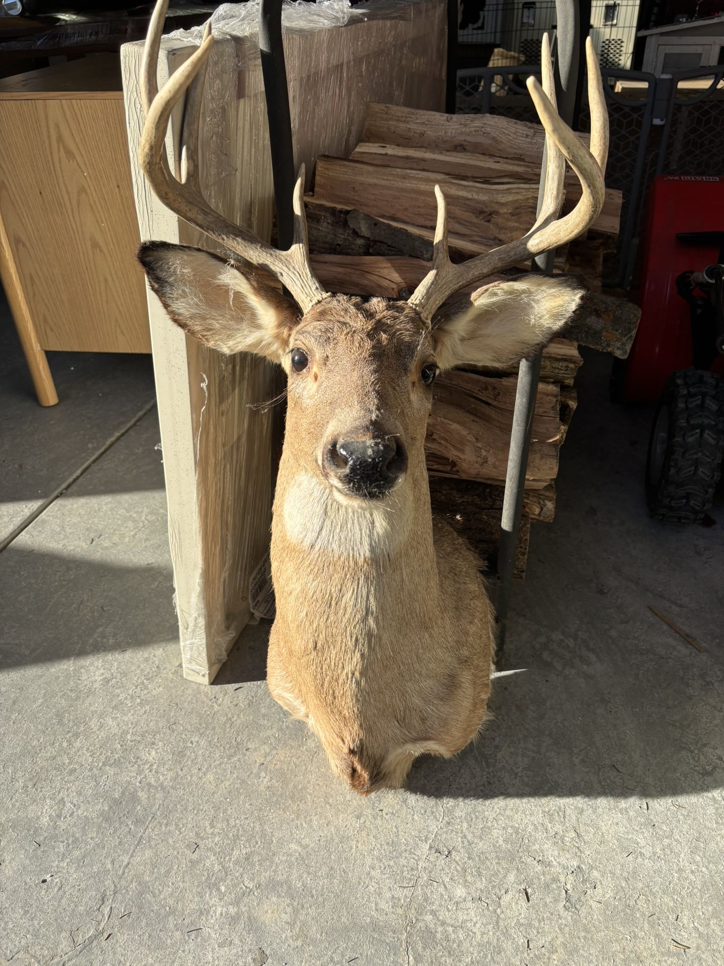 Deer Mount