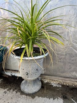 Plantas