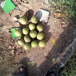 Fresh Black Walnut 
