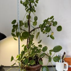 Chinese Money Plant H. 33”