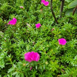 Succulents. Full Sun. Purslane Succulents 