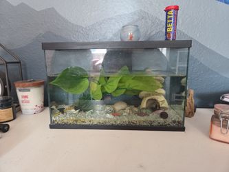 Beta Tank