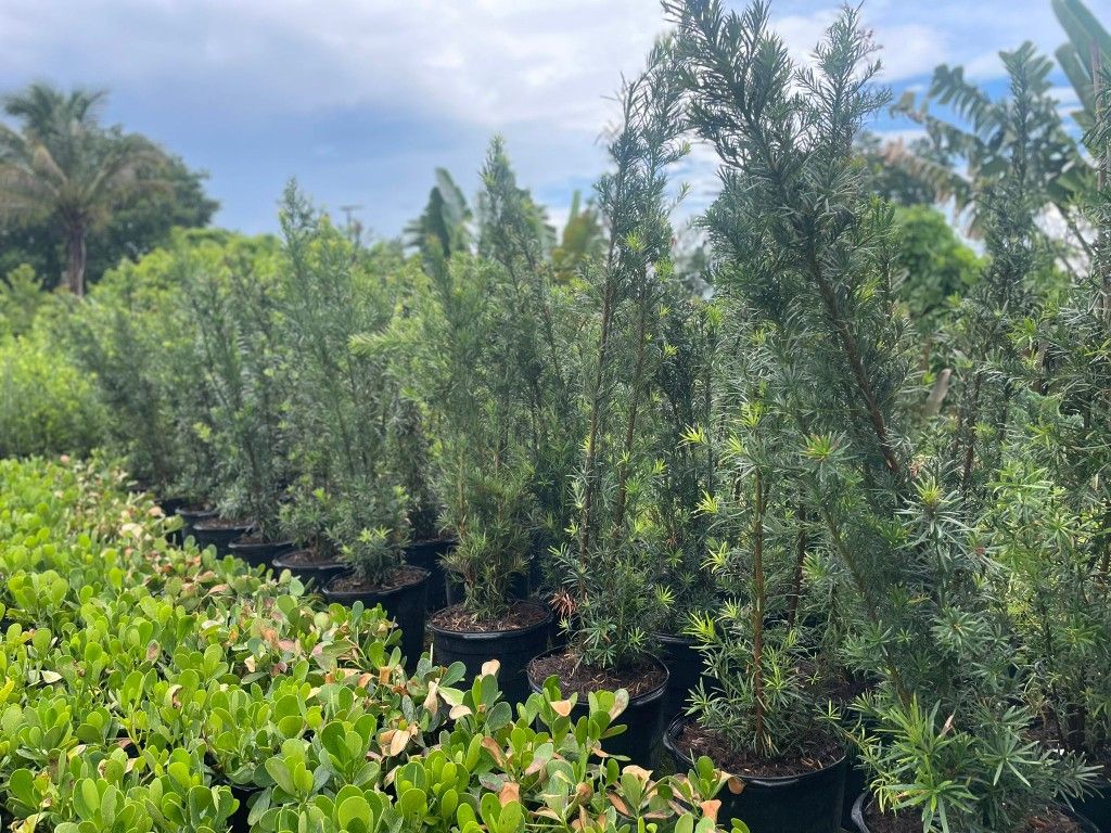 Podocarpus Hedges $45.00 5.5-6'ft