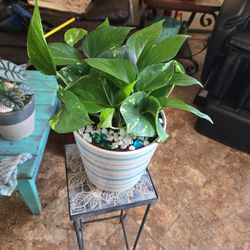 Healthy Pothos In 7in Ceramic Pot With Rocks And Sparkles 