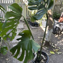 Planta natural
