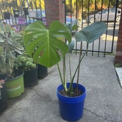 Swiss Cheese Plant 