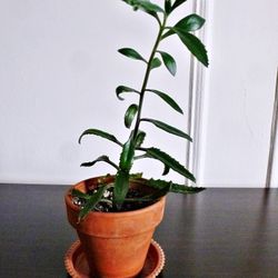 Cute Mother of Thousands Plant in Terracotta Pot