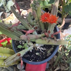 Plants For Sale