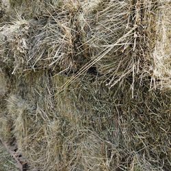 Local Orchard Hay