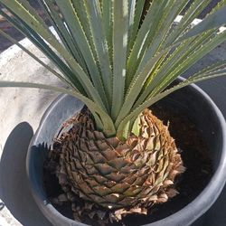 Big Palm.