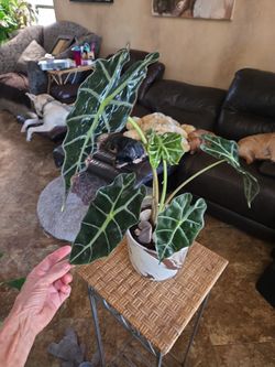 21in tall Alocasia plant in marble pot with stones and shells
